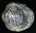 Bumpy, Enrolled Barrandeops (Phacops) Trilobite #11267-2